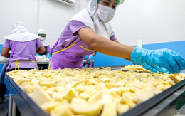 'Sản vật trời ban' cho Đông Nam Á đưa Việt Nam và Thái Lan bước vào cuộc đua không hồi kết: Người  Trung Quốc mê không lối thoát, có thời điểm cả thế giới chỉ duy nhất nước ta có hàng