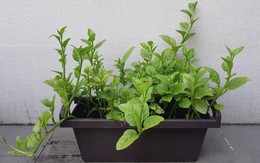 Cách trồng cây mồng tơi tại nhà