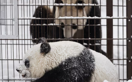 Vườn thú Phần Lan trả cặp gấu trúc Trung Quốc vì không đủ tiền nuôi