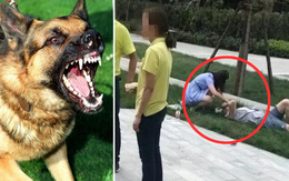 Bé gái 4 tuổi bị 3 con chó dữ truy đuổi, chủ nuôi đã vô ý thức lại có lời nói khiếm nhã