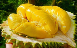 "Bản đồ ẩm thực thế giới" vinh danh sầu riêng Bến Tre và nhiều trái cây nức tiếng của Việt Nam