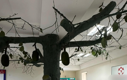 Cây mít xuất hiện trên lầu 5 của một bệnh viện ở Gò Vấp TP.HCM thu hút dân mạng, lý do "trồng cây" bí ẩn