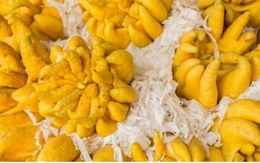 Loại quả "cát tường" người Việt hay trưng dịp Tết, là “thuốc quý” lại chẳng ai hay