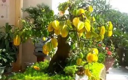 Ý nghĩa phong thủy của cây khế