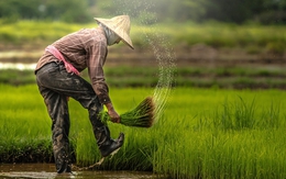 Trung Quốc nộp 4,5 triệu tín chỉ carbon lúa nhưng bị từ chối thẳng: Đang nhận trừng phạt chưa từng có!