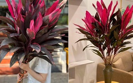 Loại cành biểu tượng cho may mắn, tài lộc, giá rẻ và cắm siêu bền này KHÔNG THỂ THIẾU trong nhà ngày Tết!