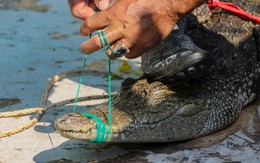 Campuchia tính xuất khẩu cá sấu sống nguyên con, rất kỳ vọng vào thị trường Trung Quốc