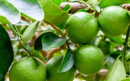 Loại quả rẻ bèo ở chợ Việt, thế giới lại ví như “vàng xanh” cực tốt cho sức khỏe