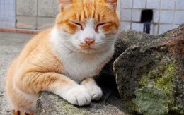 Mèo nhấn nút gửi email xin thôi việc khiến cô chủ thất nghiệp ngay trước Tết