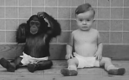 Người đàn ông nuôi con trai 10 tháng tuổi cùng một con tinh tinh, cái kết khiến ai nấy đều xót xa