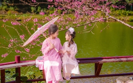 Măng Đen rực rỡ sắc hoa anh đào, người người mê đắm