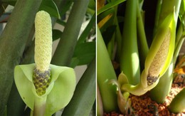 Loại cây sinh vượng khí, hút tài lộc nhưng chứa chất độc nguy hiểm: Nhiều người trồng trong nhà