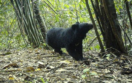 Gấu ngựa, gà tiền mặt đỏ xuất hiện ở rừng Quảng Ngãi