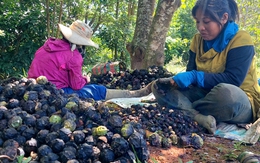 Lợi ích kép từ rừng trẩu phòng hộ