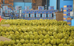 Láng giềng Việt Nam vừa khởi động ‘siêu dự án’ sầu riêng để xuất khẩu sang Trung Quốc, nắm giữ 1 lợi thế Việt Nam, Thái Lan đều không có