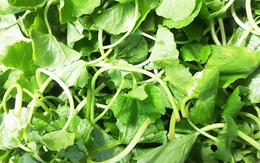 Loại rau được ví như "nhân sâm xanh" của Việt Nam, giá rẻ, nghiền thành bột xuất khẩu sang Hàn, Nhật, Mỹ