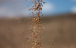 Trung Quốc quay lưng với nông sản Mỹ, một quốc gia bất ngờ trúng lớn: Xuất khẩu đậu tương bằng cả năm cộng lại - Ngô, thịt bò đều bội thu đơn hàng