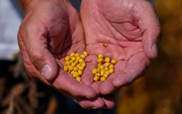 Quốc gia BRICS ra 'đòn' trừng phạt chưa từng có với Mỹ trong 30 năm: Đặt 25 triệu tấn rồi 'quay xe', thương nhân 'kêu trời', nằng nặc muốn nước này lại mua hàng