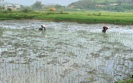 Bí thư xã ở Tuyên Quang đưa giống lúa ngon nhất thế giới về với người dân