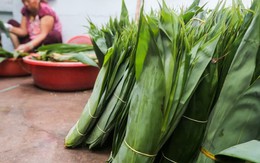 Loại lá trước kia cho không ai lấy, nay được Trung Quốc bao mua: Người dân Phú Thọ “hái ra tiền tỷ”