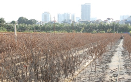 2 năm liền dính siêu bão, người trồng đào Nhật Tân, Hà Nội bật khóc lo mất Tết