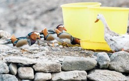 Câu chuyện kỳ lạ của cụ ông nuôi nhầm loài quý hiếm suốt 14 năm