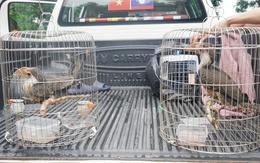 Chim lạ bay vào nhà, người dân Quảng Trị lập tức báo chính quyền - hóa ra là “báu vật” của rừng xanh