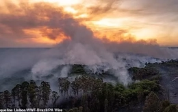 Thảm họa khí hậu bắt đầu: Rạn san hô và rừng Amazon trước bờ vực sụp đổ