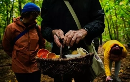 Săn nấm hoang dã ở Đức bất ngờ trở thành xu hướng sống xanh