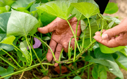 Loại rau Việt Nam từng coi là phế phẩm nuôi lợn, ‘bỗng’ trở thành mặt hàng nhiều nước muốn mua, thu về tiền đô