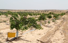 Hi vọng từ trồng trọt trên sa mạc