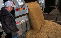 Ăn miếng trả miếng, Mỹ lại đe dọa ngừng nhập khẩu dầu ăn từ Trung Quốc, căng thẳng thương mại có nguy cơ bùng phát trở lại