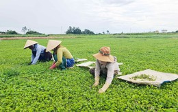 Nông dân Huế thoát nghèo nhờ trồng cây rau má VietGAP