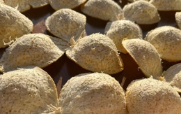 Loại vỏ trái cây thường bị bỏ đi lại được người Trung Quốc ví như thuốc quý