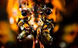 Cận cảnh tôm hùm calico siêu hiếm với tỷ lệ bắt được chỉ 1/30 triệu