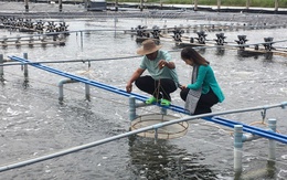 Lão nông ở Cà Mau nuôi loài ‘kho báu dưới nước’ size khủng, 4 tháng lãi gần 2 tỷ: Lập luôn kỷ lục