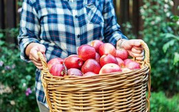 Táo sẽ tươi lâu bất ngờ nếu được bảo quản ở vị trí này trong bếp - 6 tháng vẫn ăn ngon!