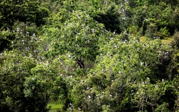 Sau cơn mưa lớn, "báu vật" núi rừng lộ diện, người dân truyền tai là "phượng hoàng đất" cực kỳ quý hiếm