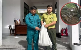 Trăn 'khủng' bất ngờ xuất hiện trong khu dân cư ở Đà Nẵng