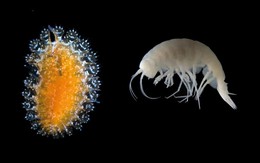 Giải mã 14 sinh vật lạ mới phát hiện trong lòng đại dương