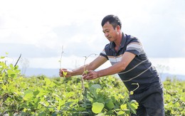 Trồng cây ví như 'vàng trắng', nông dân dưới chân núi Đại Huệ có của để dành