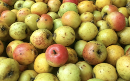 Loại quả xưa rụng đầy gốc không ai nhặt, nay được săn lùng, 60k/kg nhưng cực khó mua