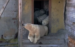 Cận cảnh gấu trắng chiếm trạm nghiên cứu giữa Bắc Cực hoang vắng