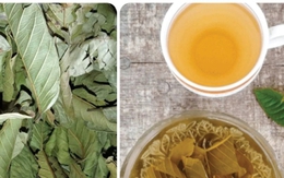 Nước lá ổi khô có tác dụng chữa bệnh gì?