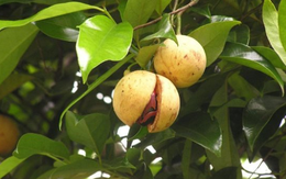 Một loại gia vị triệu đô thế giới rất hiếm nhưng Việt Nam trồng bạt ngàn: 31 quốc gia liên tục săn đón, nước ta xuất khẩu hơn 3.000 tấn