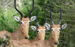 Bí ẩn về loài linh dương 4 mắt: Chỉ còn lại chưa đến 500 con trên khắp hành tinh