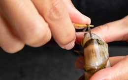 Điều gì xảy ra với cơ thể nếu ăn đường chỉ đen trên lưng tôm?