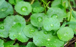 Tìm ra phương pháp chữa hói đầu, kích thích mọc tóc cực tốt – sau 8 tuần là cải thiện rõ