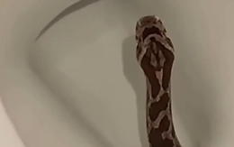 Ngồi toilet thấy có gì thúc vào người, cô gái hét lên thấy con rắn trong bồn cầu