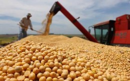 Việt Nam mạnh tay chi hơn 300 triệu USD nhập “hạt vàng” từ Mỹ: Vì sao nước ta “mê” đến vậy?